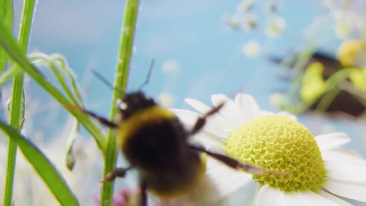 虫虫历险记 预告片 (中文字幕)